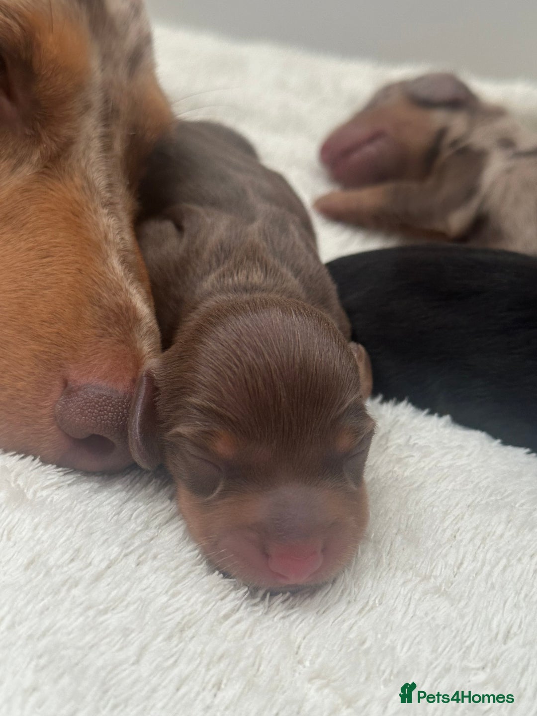 Miniature Dachshund dogs for sale: Miniature daschunds   - Image 6