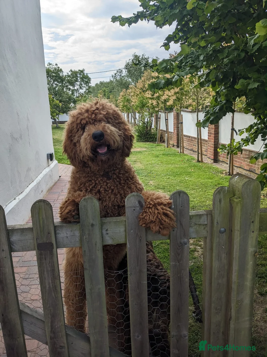 Goldendoodle dogs for sale: Dark red multigenerational standard Goldendoodle - Advert 4