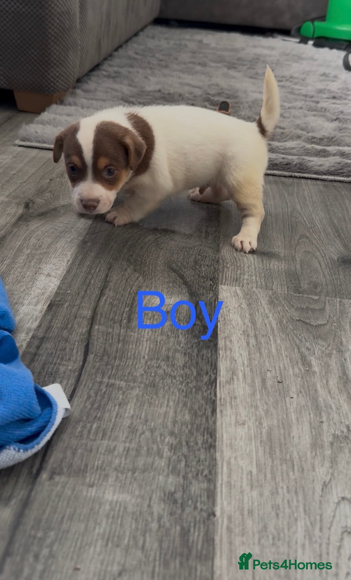 Jack Russell dogs Jack Russell puppy’s  - Advert 9