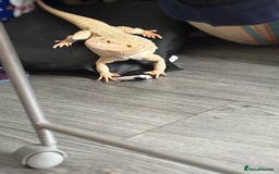 Bearded Dragon reptiles for sale: Breaded dragon - Image 13
