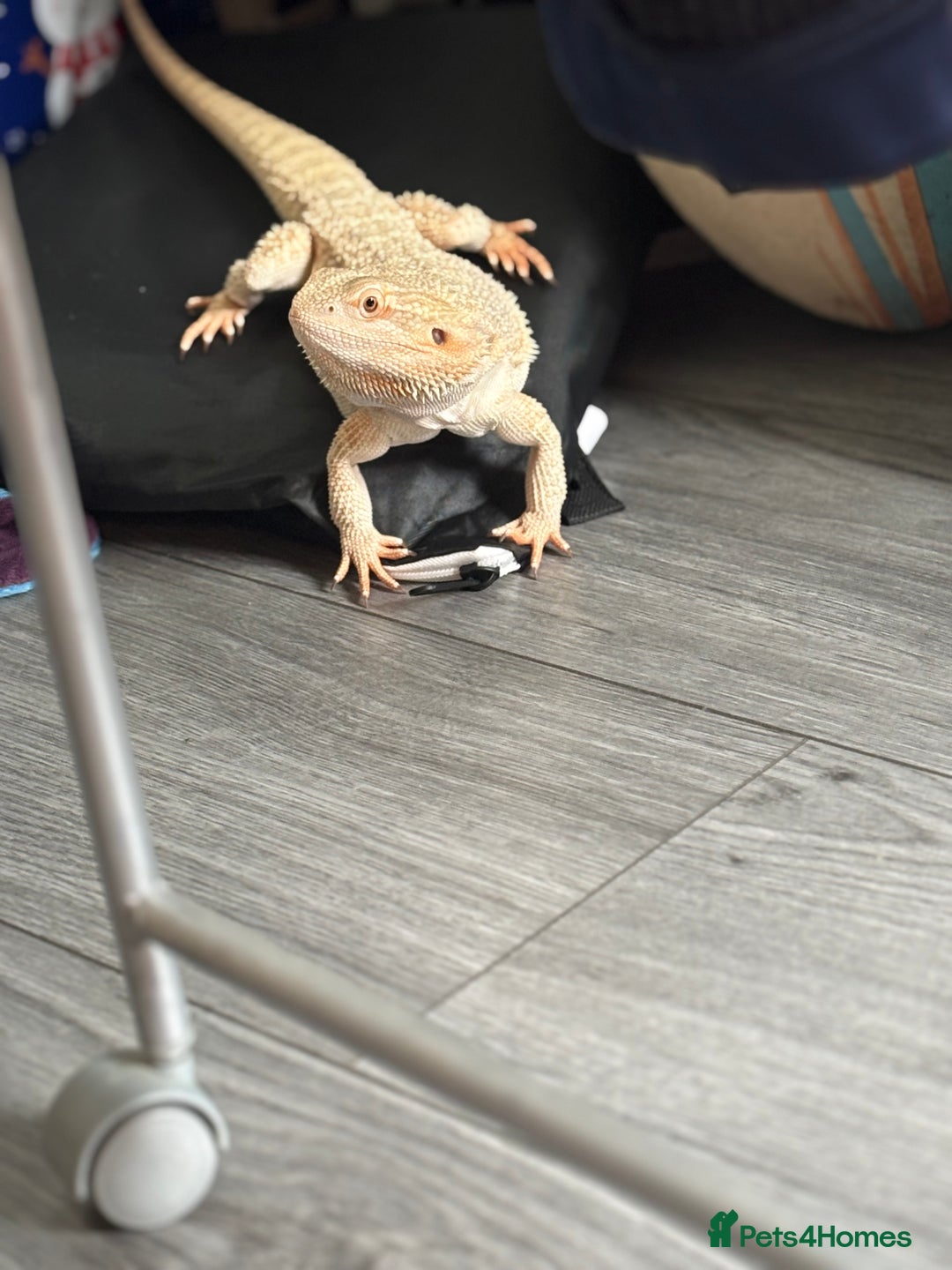 Bearded Dragon reptiles for sale: Breaded dragon - Image 13