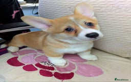 Welsh Corgi Pembroke dogs for sale: 3 Cuddly Corgi Pups for Sale; 2 males, 1 female - Image 10