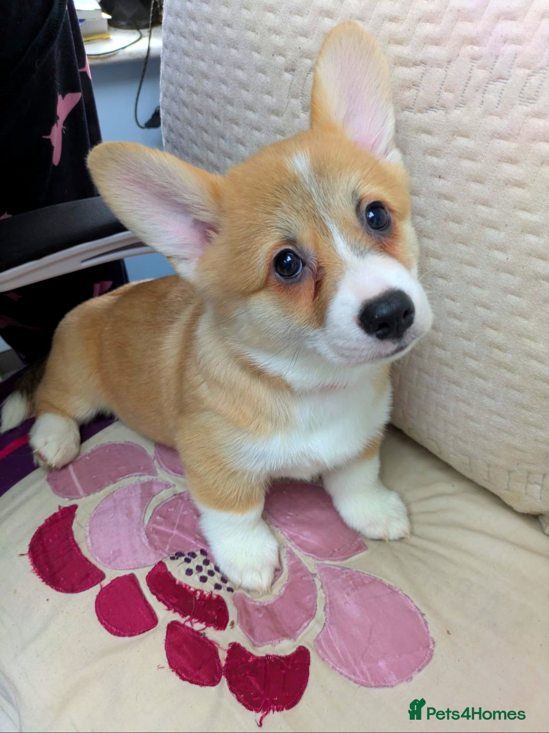 Welsh Corgi Pembroke dogs for sale: 3 Cuddly Corgi Pups for Sale; 2 males, 1 female - Image 10