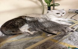 Persian cats for sale: 6 Beautiful Persians.  - Image 13