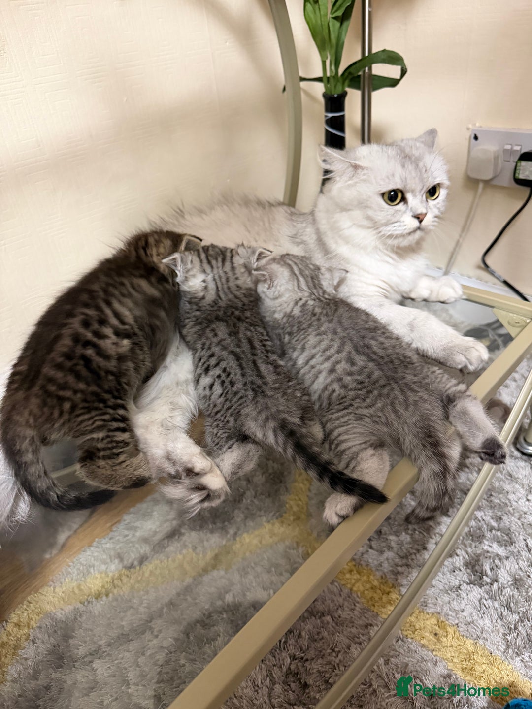 Persian cats for sale: 6 Beautiful Persians.  - Image 13