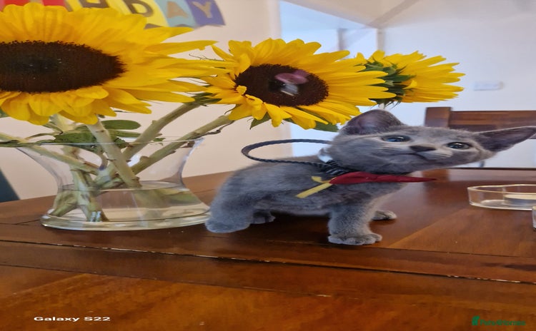 Russian Blue cats - Advert 2