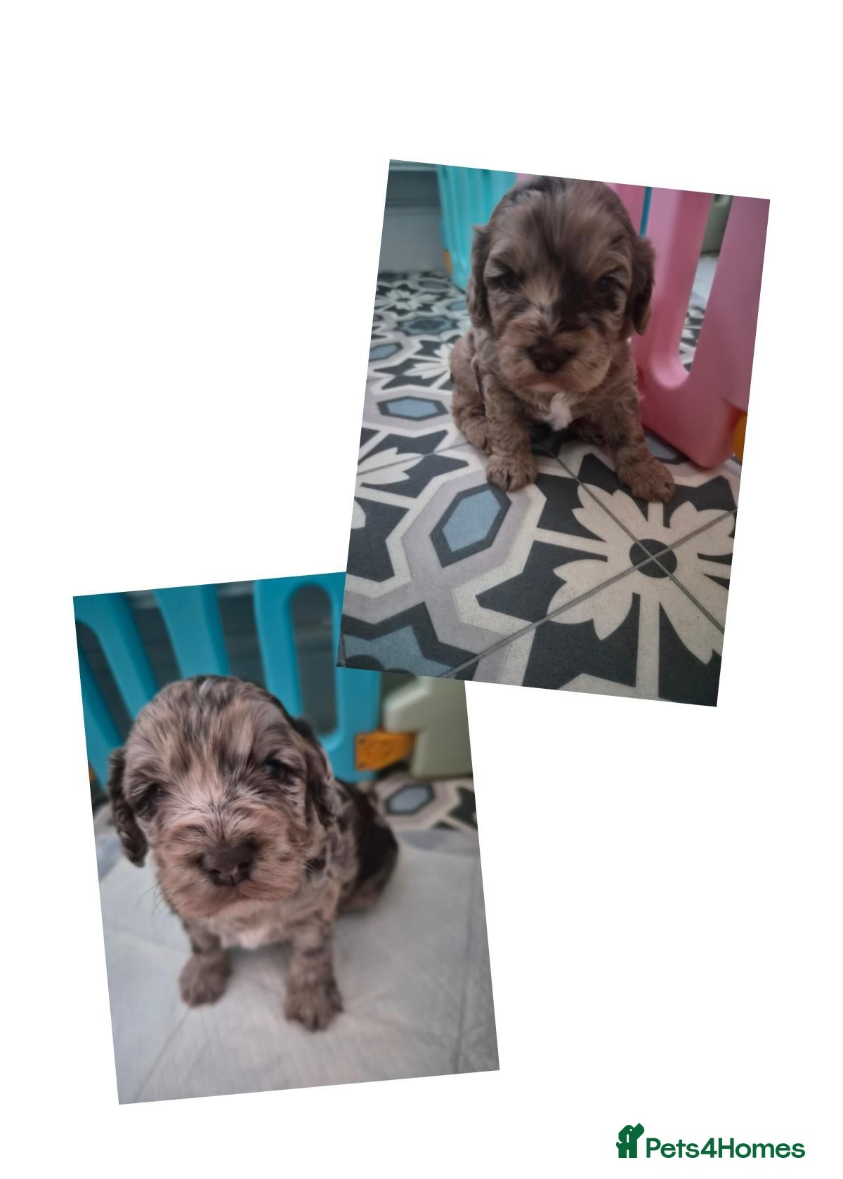 Cockapoo dogs Cockapoo pups - Advert 18