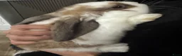 Mixed Breed rabbits for sale: Bunnies for sale in Romford - Advert 14