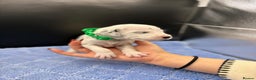Dalmatian dogs for sale: 5 Generation KC Registered Dalmatians Boys - Advert 11