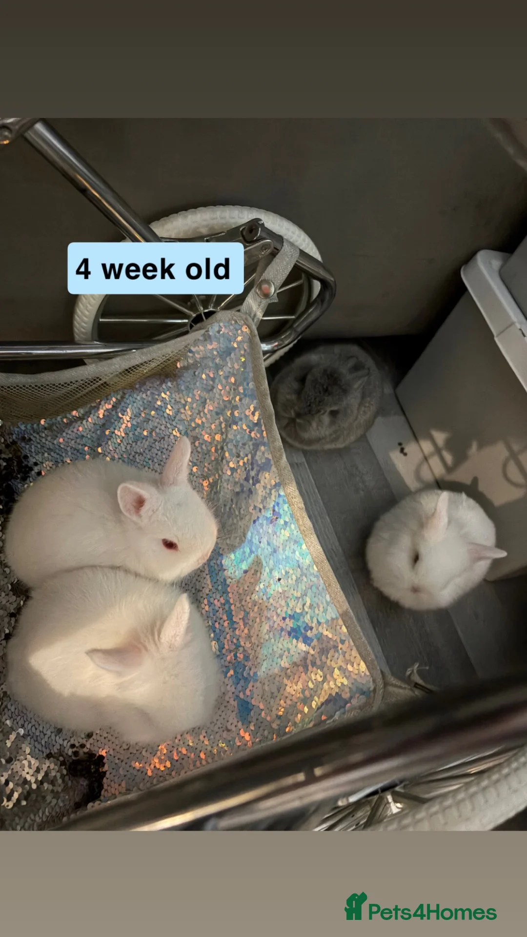 Mixed Breed rabbits for sale: miniature lionhead x netherland dwarf  - Advert 4