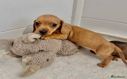 Miniature Dachshund dogs for sale: KC reg Miniature Dachshunds ready to go! in Tiverton - Image 5