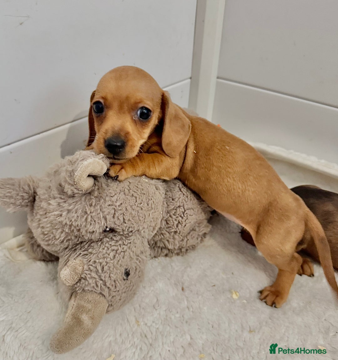 Miniature Dachshund dogs for sale: KC reg Miniature Dachshunds ready to go! in Tiverton - Image 5