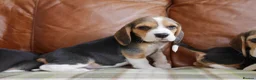 Beagle dogs for sale: Quality Health Tested Beagle Puppies - Advert 2