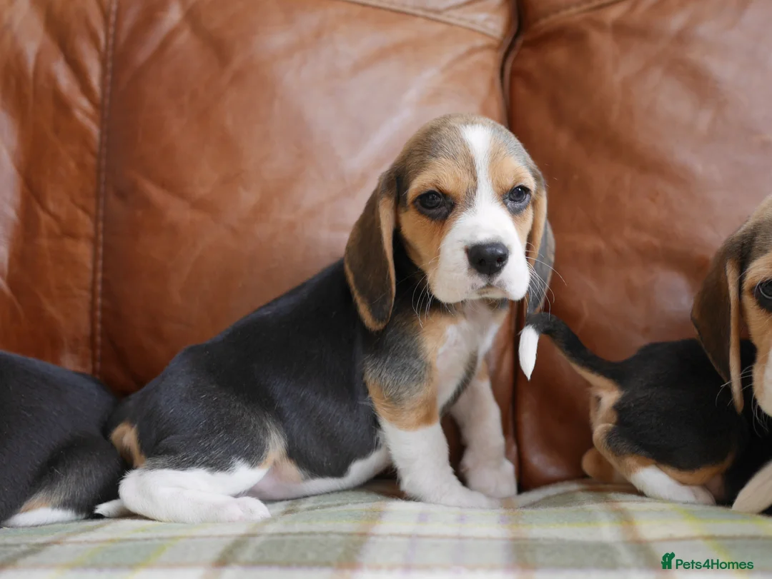 Beagle dogs for sale: Quality Health Tested Beagle Puppies - Advert 2