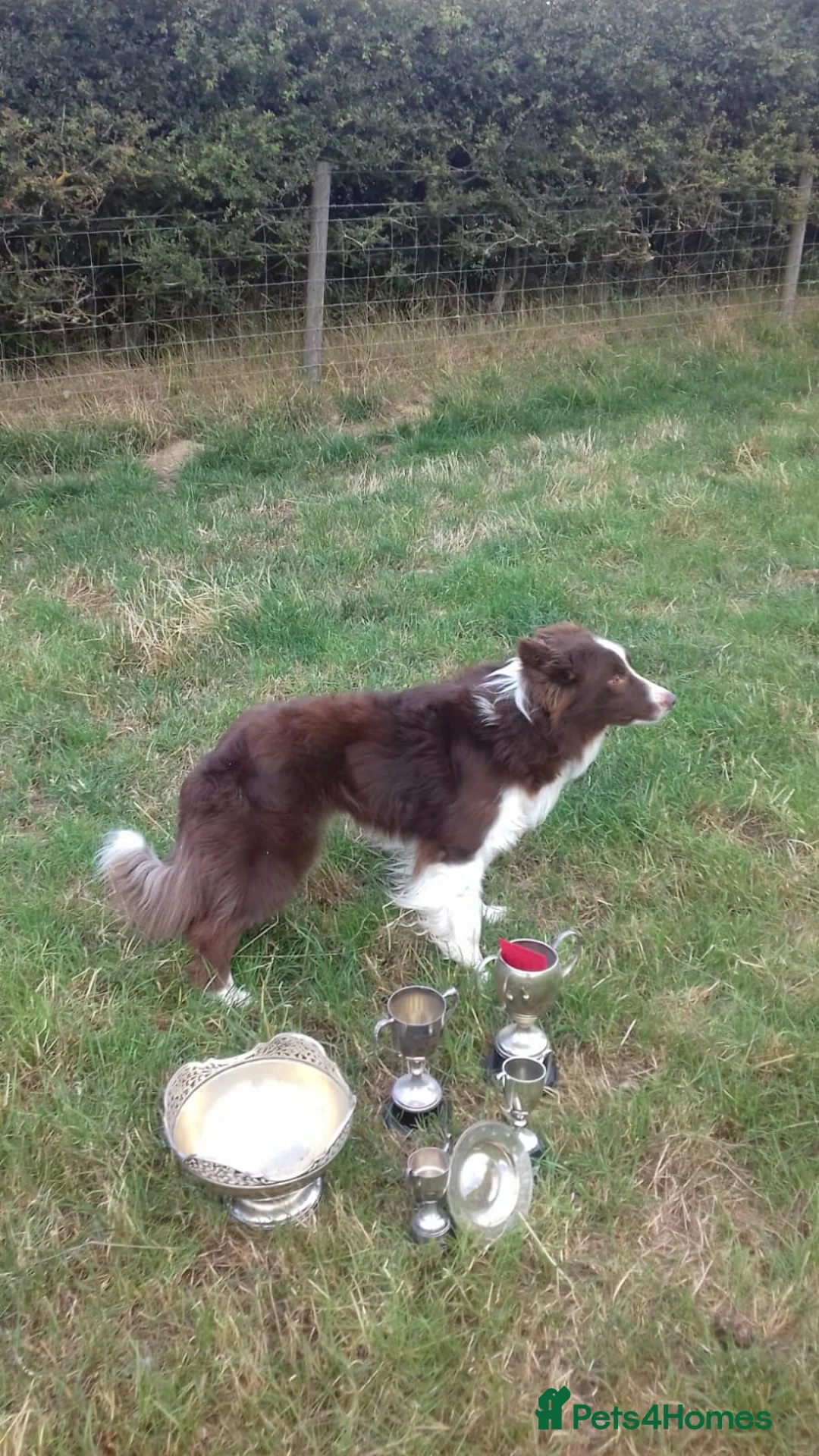 Border Collie dogs for sale: Border collie pups off Trial winning parents  - Advert 6