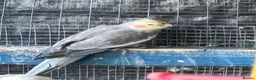 Cockatiels birds for sale: Cockateils  in Leicester - Advert 10