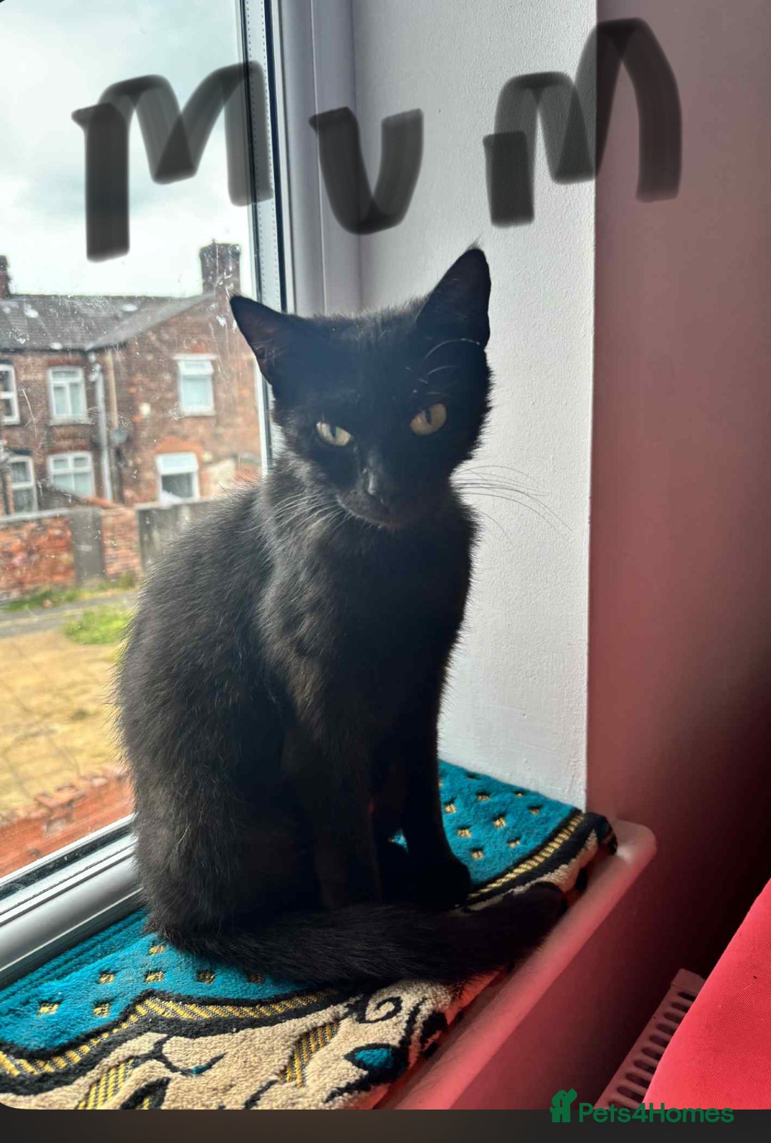 Mixed Breed cats for sale: Mixed breed cats  - Image 12