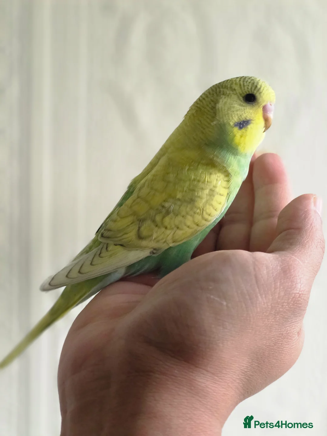 Budgerigars birds for sale: Beautiful hand tamed baby budgies for sale  - Advert 14