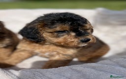 Cockapoo dogs for sale: Chocolate F1b Cockapoo’s - Image 6