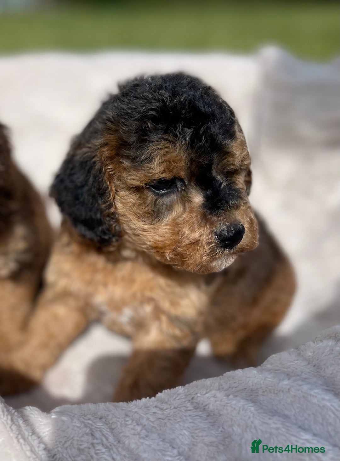 Cockapoo dogs for sale: Chocolate F1b Cockapoo’s - Image 6