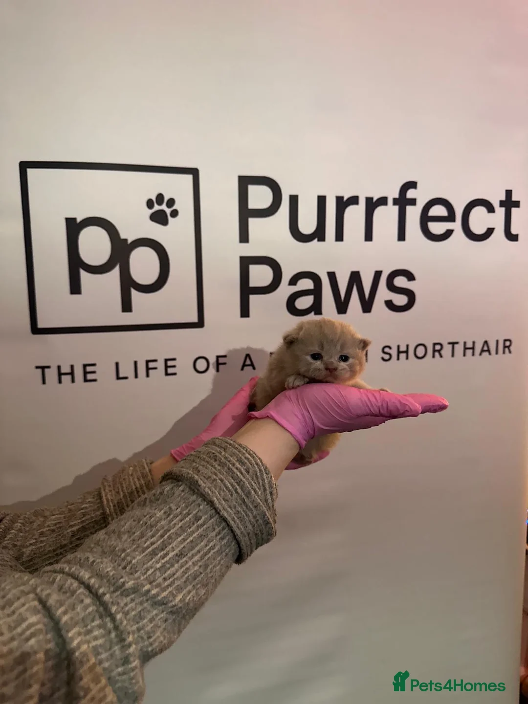 British Shorthair cats for sale: 3 lilac British short hair kittens  in London - Advert 9