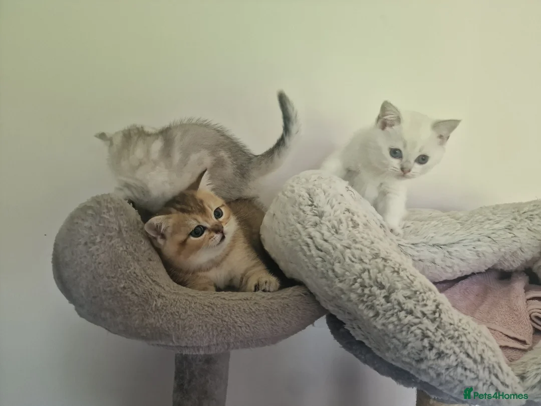 British Shorthair cats for sale: Beautiful British Shorthair Kittens - Advert 2