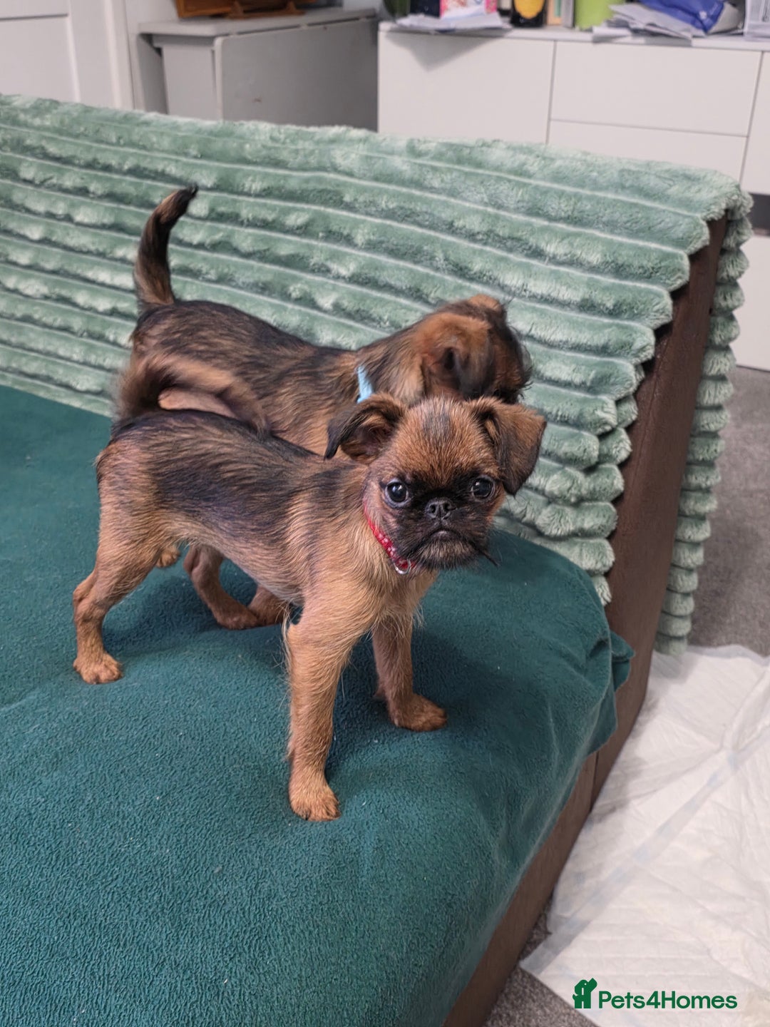 Griffon Bruxellois dogs for sale: Griffon Bruxellois KC registered - Advert 23