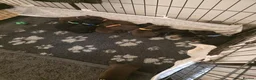 Dobermann dogs for sale: Doberman puppies - Advert 4