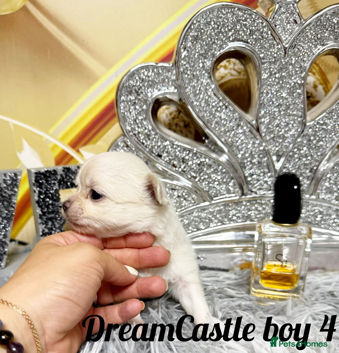 Chihuahua dogs for sale: KC reg Long coat boys available  - Advert 18