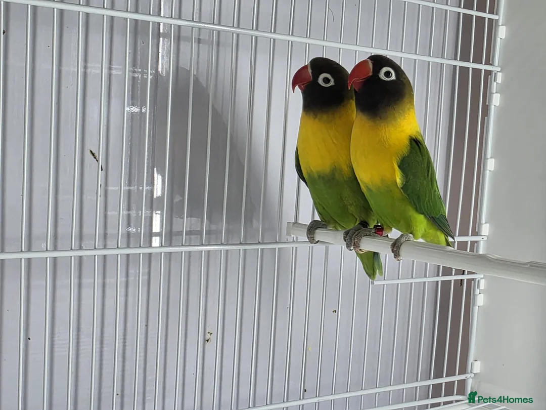 Lovebirds birds for sale: Lovebirds from newly hatched to Breeder Pairs - Advert 8