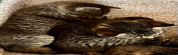 Bengal cats for sale: Glittery Bengal X With Famous References! - Advert 3