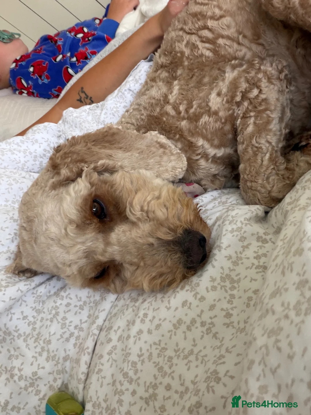 Cockapoo dogs for sale: Peppa  - Advert 4