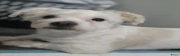 Maltese dogs for sale: Max the Maltese Boy 🐕  in Newport - Advert 2
