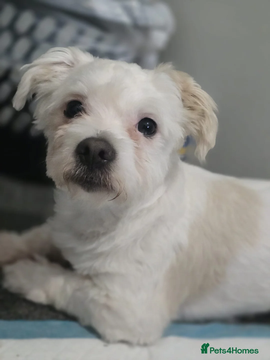 Maltese dogs for sale: Max the Maltese Boy 🐕  in Newport - Advert 2