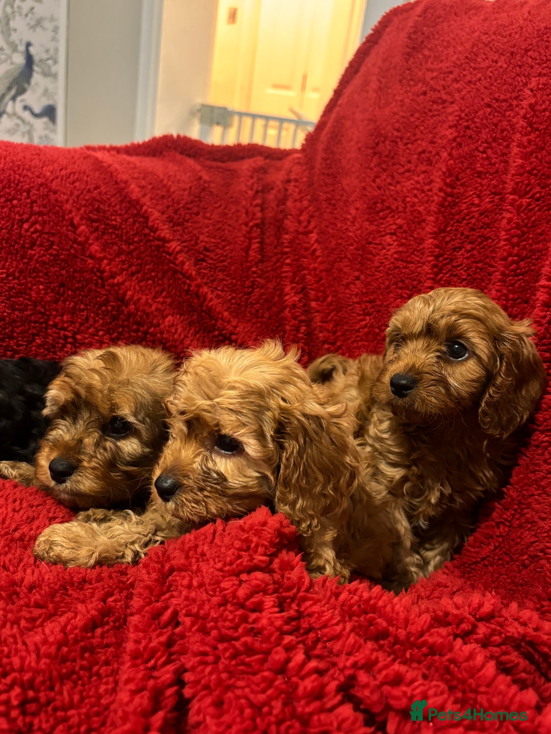 Cavapoo dogs for sale: Cavapoo - Image 4