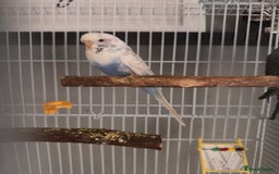 Budgerigars birds for sale: Budgies & Setup For Sale - Image 4