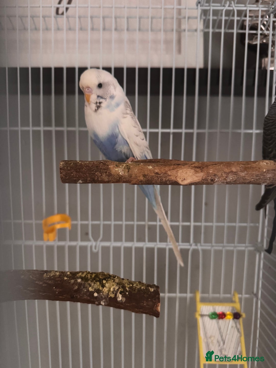 Budgerigars birds for sale: Budgies & Setup For Sale - Image 4