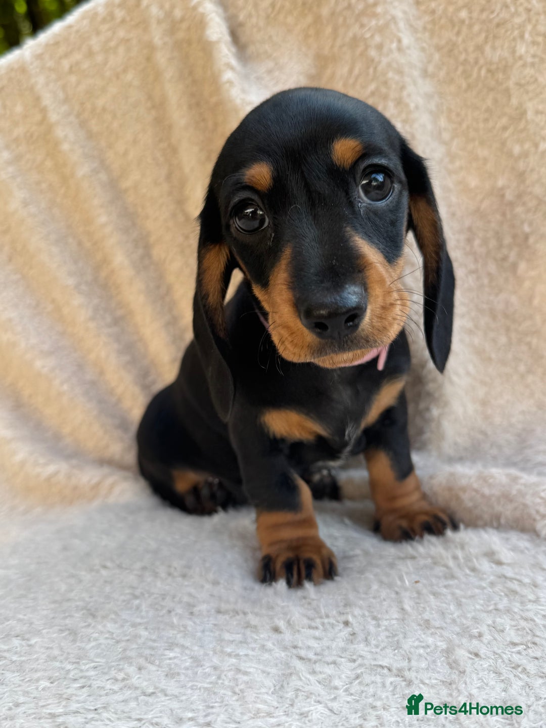 Miniature Dachshund dogs for sale: KC REGISTERED MINIATURE DACHSHUND BLACK AND TAN - Image 14