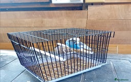 Budgerigars birds for sale: Young budgies  - Image 3