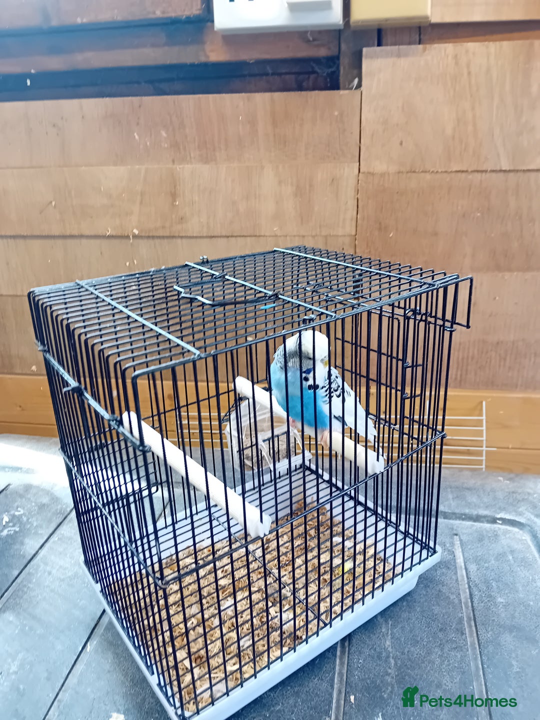 Budgerigars birds for sale: Young budgies  - Image 3