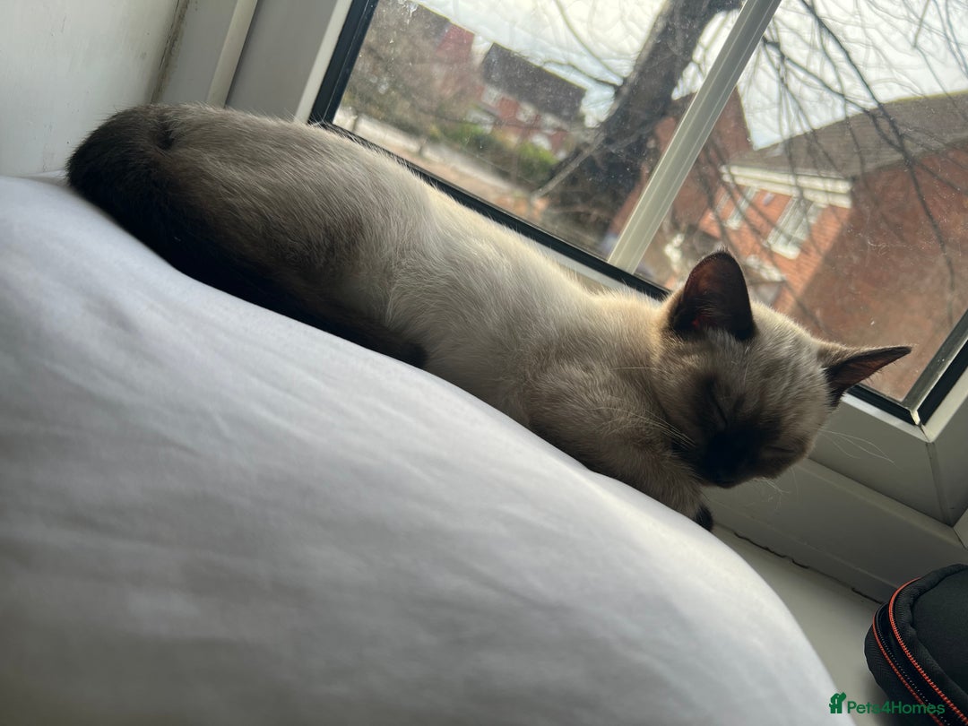 Siamese cats for sale: Ragdoll / Siamese Cat - Advert 8