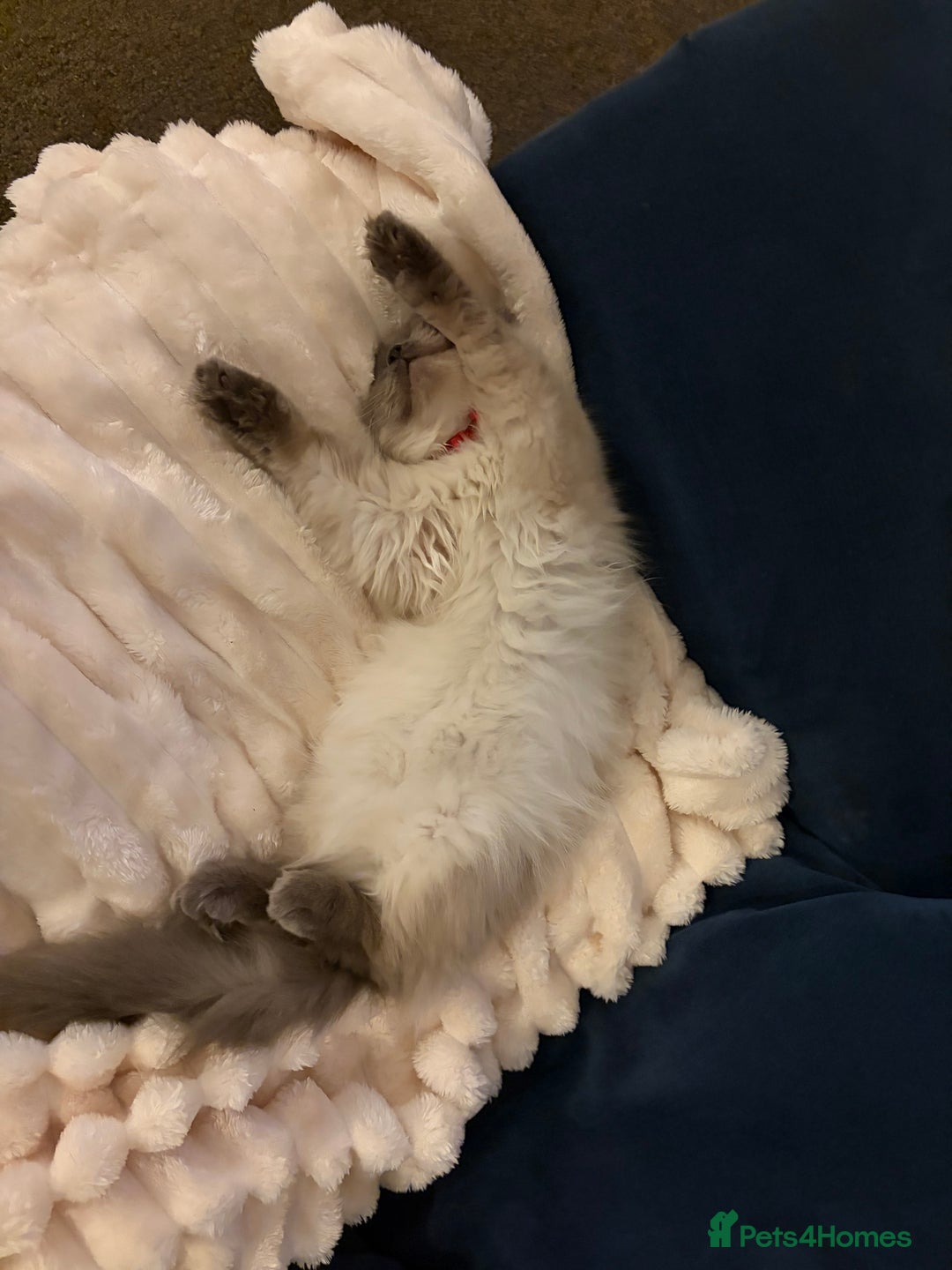 Ragdoll cats for sale: Ragdoll - Advert 3