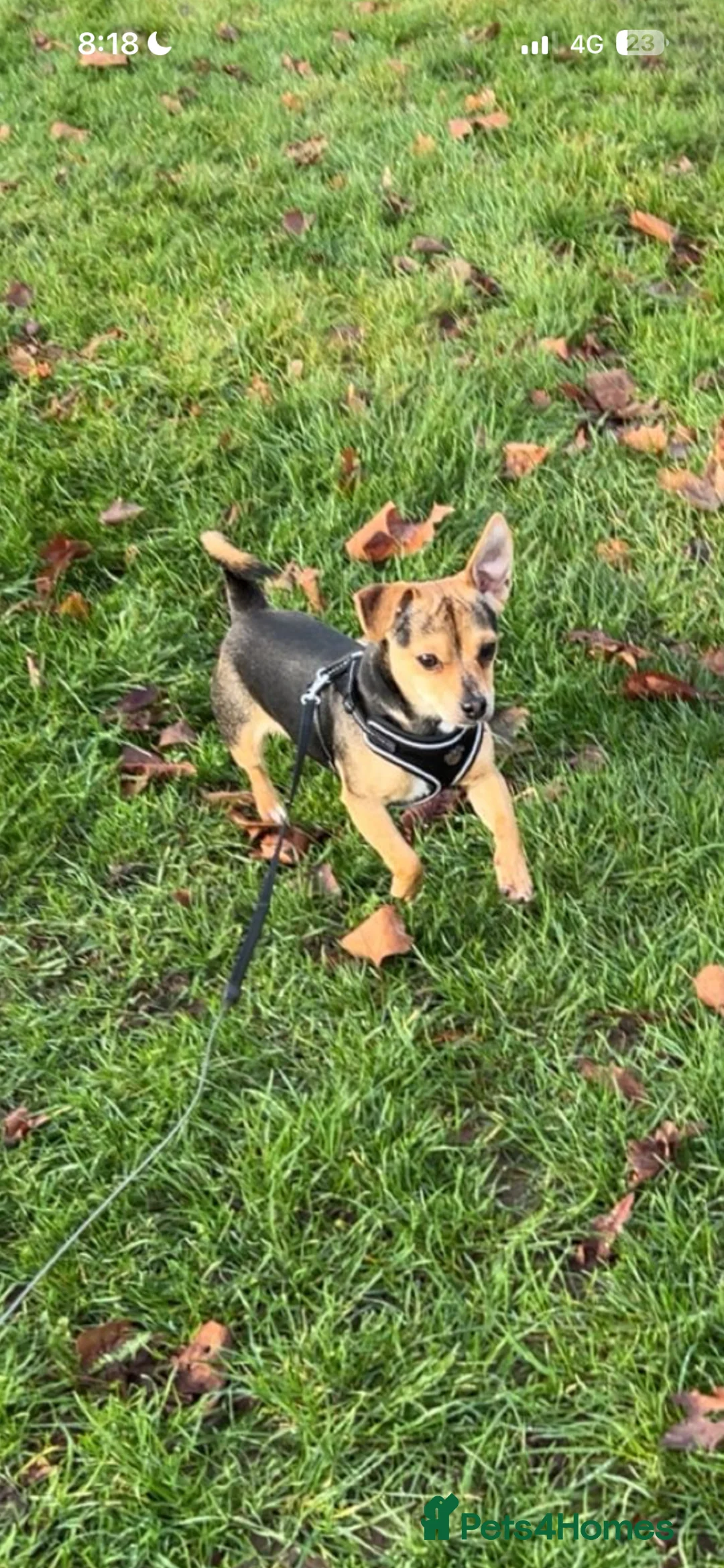 Jack Chi dogs for stud: chihuahua x jack russel stud loki🐾 in Romford - Advert 2