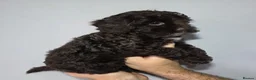 Cockapoo dogs for sale: Chocolate DNA Health Tested Cockapoos  - Advert 13