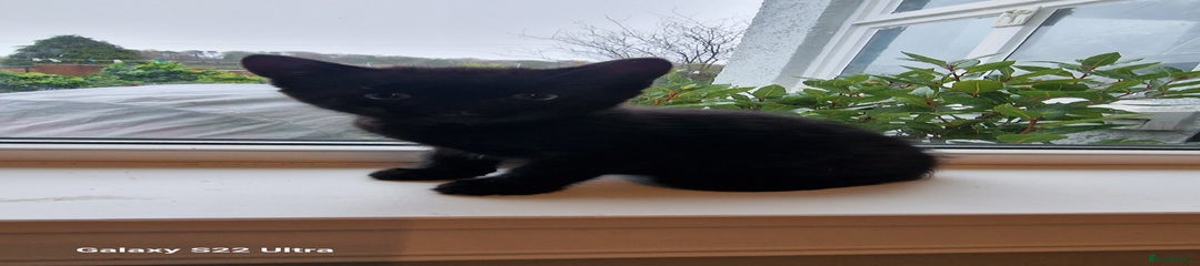 Mixed Breed Kitten 1