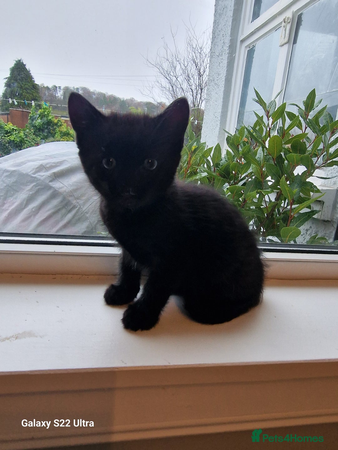 Mixed Breed cats for sale: ✨Adorable Kittens Ready for Their Forever Homes! ✨ - Advert 2