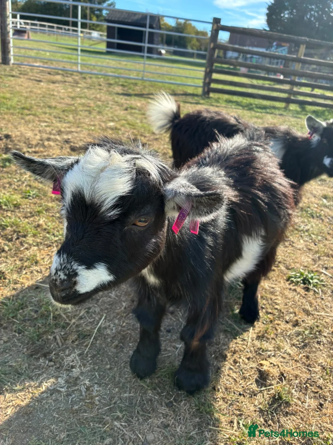 Goats livestock for sale: Pygmy goats - Advert 2