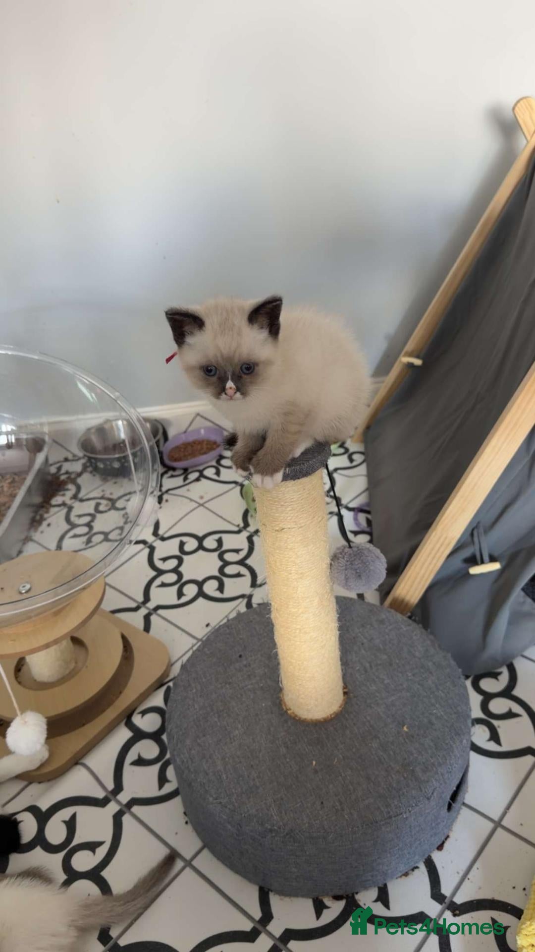 Snowshoe cats Rare Snowshoe Kittens  - Advert 2