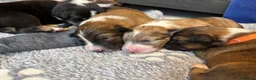 Mixed Breed dogs for sale: 8 Puppies for Sale - 6 Male, 2 Female - Advert 13