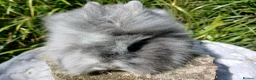 Lionhead rabbits for sale: Stunning DM Lionhead baby rabbits - Advert 10